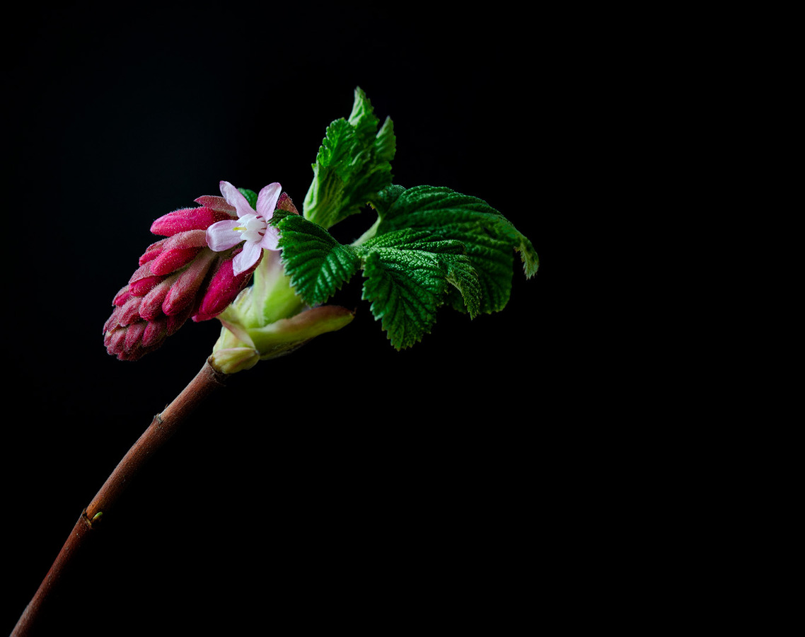 28 Flowering Currant